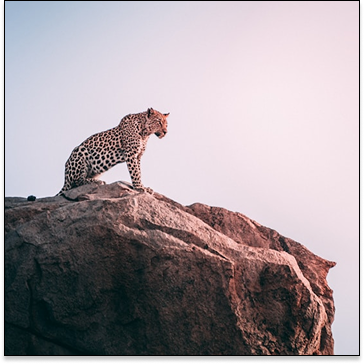 AFRICA